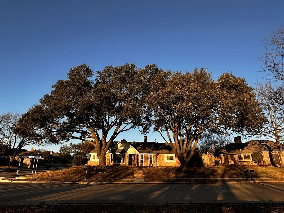 Established residential canopy tree shading a home in Dysart